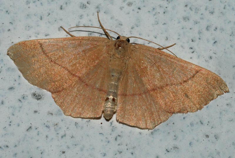 Geometridae da det.